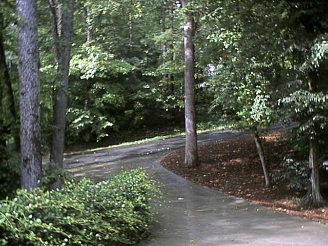 Trees and a driveway after rain